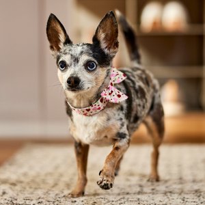 Frisco Valentine's Hearts Dog & Cat Bow Tie, Floral Hearts, X-Small/Small