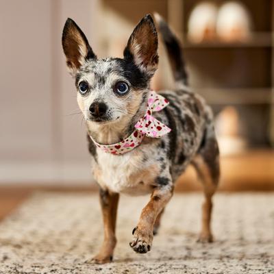 Show full view: Frisco Valentine's Hearts Dog & Cat Bow Tie, Floral Hearts, X-Small/Small slide 7 of 10