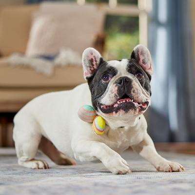 Show full view: Frisco Removable Easter Egg Dog & Cat Adjustable Collar Attachment, One Size slide 5 of 8