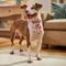 Show in main carousel: Frisco Spring Floral & Gingham Reversible Dog & Cat Bandana, Medium/Large slide 5 of 9