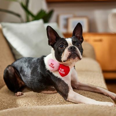 Show full view: Frisco Valentine's Candy Conversation Heart Collar Attachment, One Size slide 6 of 9