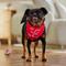Show in main carousel: Frisco Valentine's Floral Heart & All You Need is Love Dog & Cat Reversible Bandana, X-Small/Small slide 6 of 10