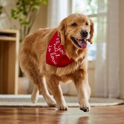 Show full view: Frisco Valentine's Floral Heart & All You Need is Love Dog & Cat Reversible Bandana, X-Large/XX-Large slide 5 of 9