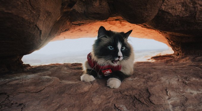 ORIJEN Original Grain-Free Dry Cat Food