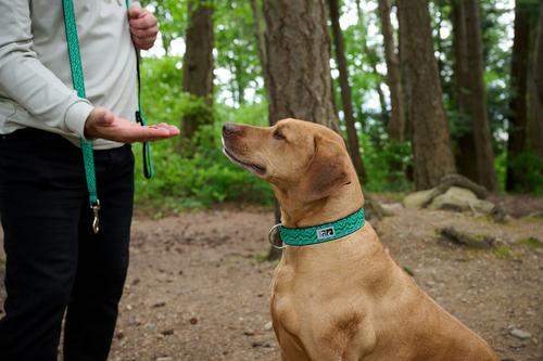 Show full view: RC Pets Multi Stripes Dog Collar, Large: 15 to 20-in neck, 1-in wide slide 4 of 5