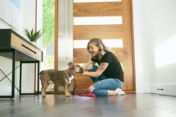 RC Pets Bones Dog Collar, Large: 15 to 20-in neck, 1-in wide slide 2 of 4