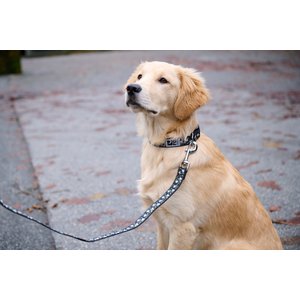 RC Pets Daisies Dog Collar, Medium: 12 to 20-in neck, 1-in wide