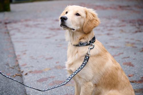 Show full view: RC Pets Daisies Dog Collar, Medium: 12 to 20-in neck, 1-in wide slide 3 of 6