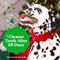 Show in main carousel: Greenies Petite Gingerbread Flavor Dental Dog Treats, 10 count slide 6 of 10