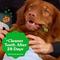Show in main carousel: Greenies Pumpkin Spice Flavor Dental Dog Treats, 8 count slide 6 of 11