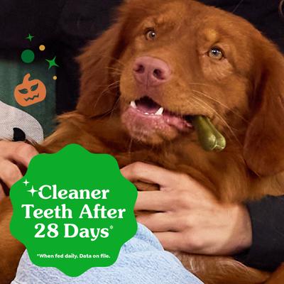 Show full view: Greenies Pumpkin Spice Flavor Dental Dog Treats, 12 count slide 6 of 11