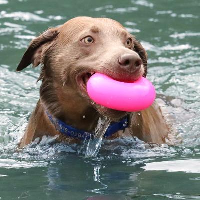 Show full view: Ruff Dawg Dawg-Nut Dog Chew Toy, Pink, X-Large slide 4 of 5