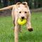 Show in main carousel: Ruff Dawg Dawg-Nut Dog Chew Toy, Green, Small slide 4 of 4