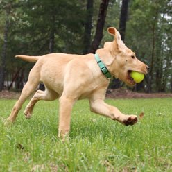 Ruff Dawg Ball Tough Dog Chew Toy, Yellow, Small slide 2 of 4