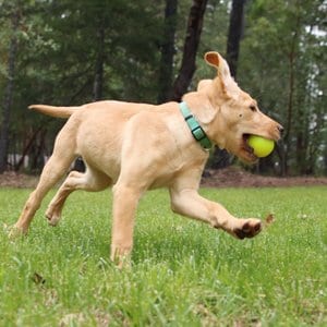 Ruff Dawg Ball Tough Dog Chew Toy, Green, 2.5-in