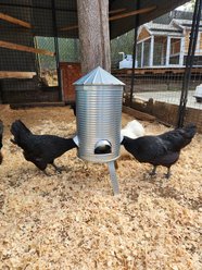 RUGG'egg' RANCH Silo Chicken Feeder slide 2 of 4