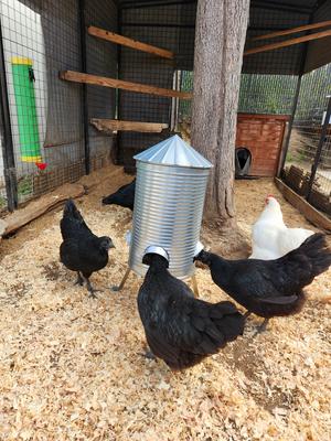 Show full view: RUGG'egg' RANCH Silo Chicken Feeder slide 2 of 4