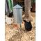 Show in main carousel: RUGG'egg' RANCH Silo Chicken Waterer slide 4 of 4
