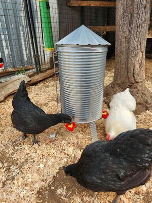 Show full view: RUGG'egg' RANCH Silo Chicken Waterer slide 2 of 4