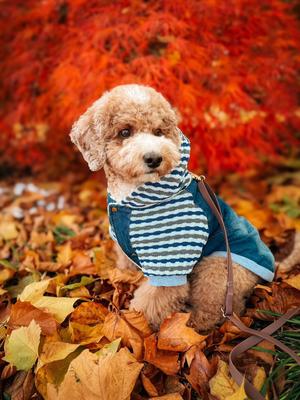 Show full view: Parisian Pet Denim Striped Hoodie Casual Dog Sweatshirt with Hood & Pouch Pocket, Blue, Medium slide 3 of 5