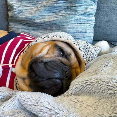 Show full view: Parisian Pet Striped Pom Pom Hoodie Red Cozy Striped Dog Sweatshirt with Playful Poms, Small slide 3 of 5