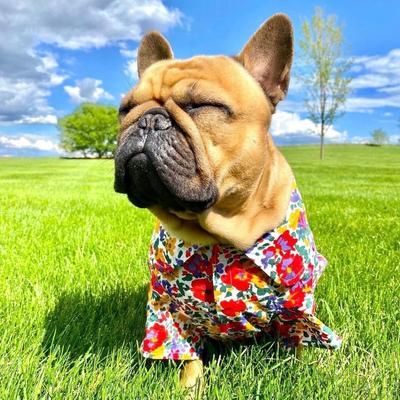 Show full view: Parisian Pet Floral Artsy Camp Shirt Botanical Print Cotton Dog Tee, Small slide 3 of 5