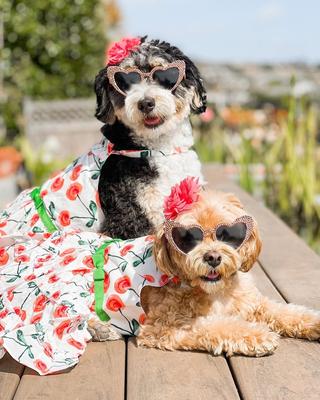 Show full view: Parisian Pet Poppies Boho Dress Floral Tiered Summer Dog Outfit, Red, Small slide 3 of 5
