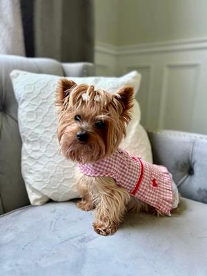 Show full view: Parisian Pet Gingham Countryside Lace Dress Plaid & Lace Dog Outfit, Red, Small slide 3 of 5