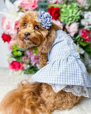Show full view: Parisian Pet Gingham Countryside Lace Dress Plaid & Lace Dog Outfit, Blue, XX-Large slide 3 of 5
