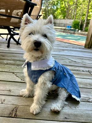 Show full view: Parisian Pet Prairie Dress Denim Eyelet Yoke Dress for Dogs & Cats, Blue, Small slide 3 of 5