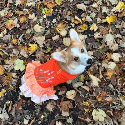 Show full view: Parisian Pet Color Block Garden Dress Vibrant Floral Dog Outfit, Orange, XX-Large slide 3 of 5