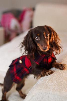Show full view: Parisian Pet Scottish Pleated Dress Plaid Dog Skirt Outfit, Red & Blue, Large slide 3 of 5