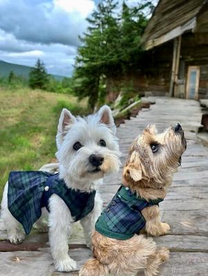 Show full view: Parisian Pet Scottish Taffeta Tuxedo Plaid Formal Dog Jacket, Green & Blue, Small slide 3 of 5