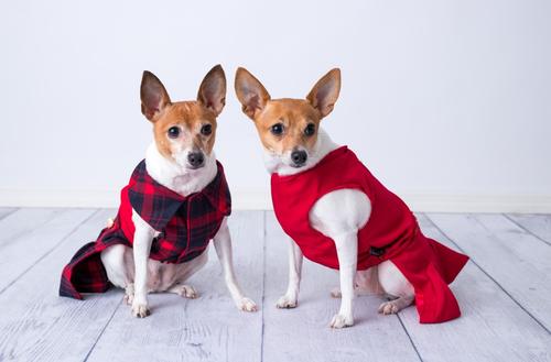 Show full view: Parisian Pet Satin Embellished Dress Elegant Dog Party Outfit, Red, Large slide 3 of 5