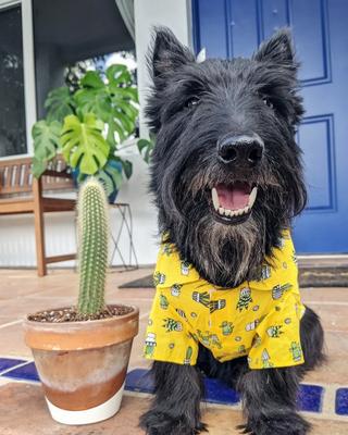 Show full view: Parisian Pet Cactus Camp Shirt Cactus Print Cotton Dog Tee, Green, XXX-Large slide 4 of 5
