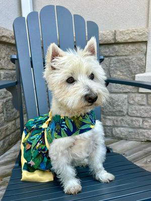 Show full view: Parisian Pet Amazonia Tropical Leaf Print Dress Bright & Breezy Dog Outfit, Large slide 4 of 5