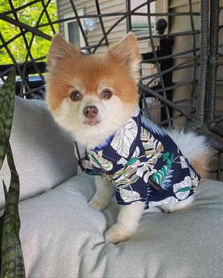 Show full view: Parisian Pet Palm Leaves Camp Shirt Tropical Cotton Dog & Cat Tee, Small slide 4 of 5