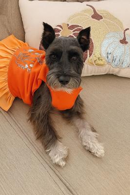 Show full view: Parisian Pet Color Block Garden Dress Vibrant Floral Dog Outfit, Orange, XX-Large slide 4 of 5