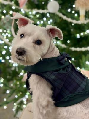 Show full view: Parisian Pet Scottish Taffeta Tuxedo Plaid Formal Dog Jacket, Green & Blue, Small slide 4 of 5