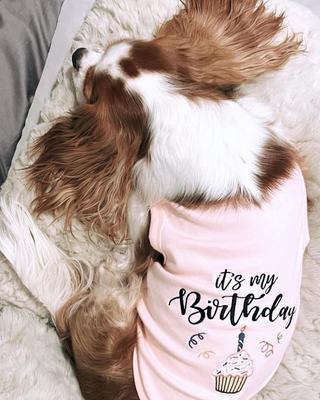 Show full view: Parisian Pet Birthday Girl Embroidered Celebration Cotton Dog T-Shirt, Pink, Small slide 4 of 6