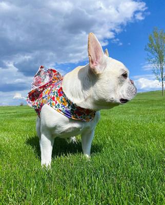 Show full view: Parisian Pet Floral Artsy Ruched Waist Dress Elegant Summer Dog Gown, Small slide 4 of 5
