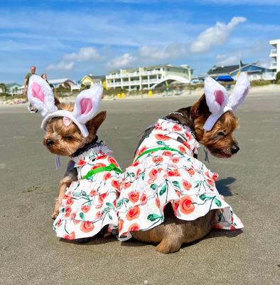 Show full view: Parisian Pet Poppies Boho Dress Floral Tiered Summer Dog Outfit, Red, Small slide 4 of 5