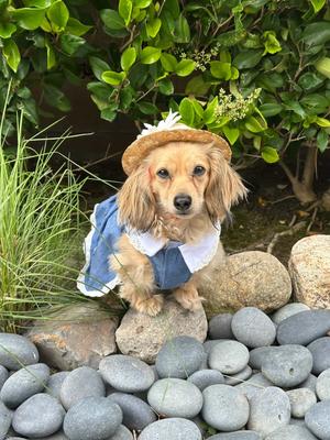 Show full view: Parisian Pet Prairie Dress Denim Eyelet Yoke Dress for Dogs & Cats, Blue, Small slide 4 of 5