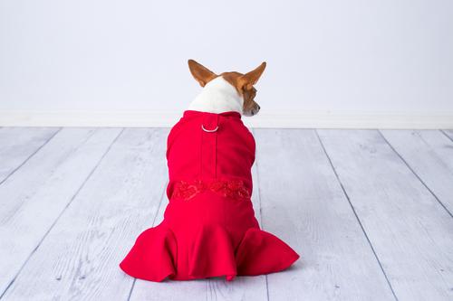 Show full view: Parisian Pet Satin Embellished Dress Elegant Dog Party Outfit, Red, Medium slide 4 of 5