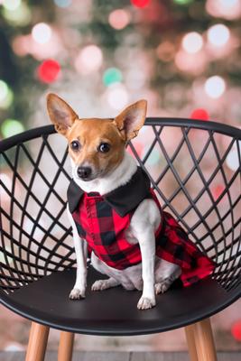 Show full view: Parisian Pet Buffalo Checkered Taffeta Dress Plaid & Bow Dog Gown, Red & Black, Large slide 4 of 5