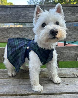 Show full view: Parisian Pet Scottish Taffeta Dress Plaid Dog Gown, Green & Blue, Small slide 4 of 5