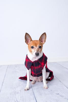 Show full view: Parisian Pet Scottish Pleated Dress Plaid Dog Skirt Outfit, Red & Blue, Medium slide 4 of 5