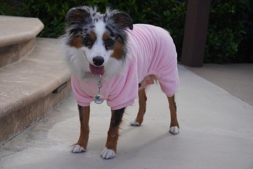 Show full view: Parisian Pet Velour Pajama Blush Luxury Cotton Dog & Cat Sleepwear, Pink, Large slide 5 of 6