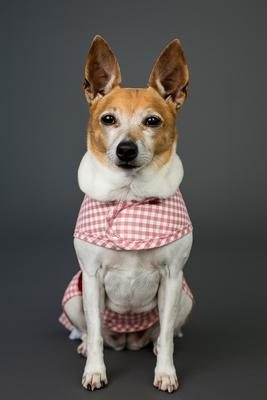 Show full view: Parisian Pet Gingham Countryside Lace Dress Plaid & Lace Dog Outfit, Red, Small slide 4 of 5