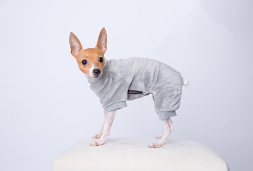 Show full view: Parisian Pet Velour Pajama Cloud Ultra-Soft Cozy Dog Sleepwear, Gray, X-Large slide 4 of 5